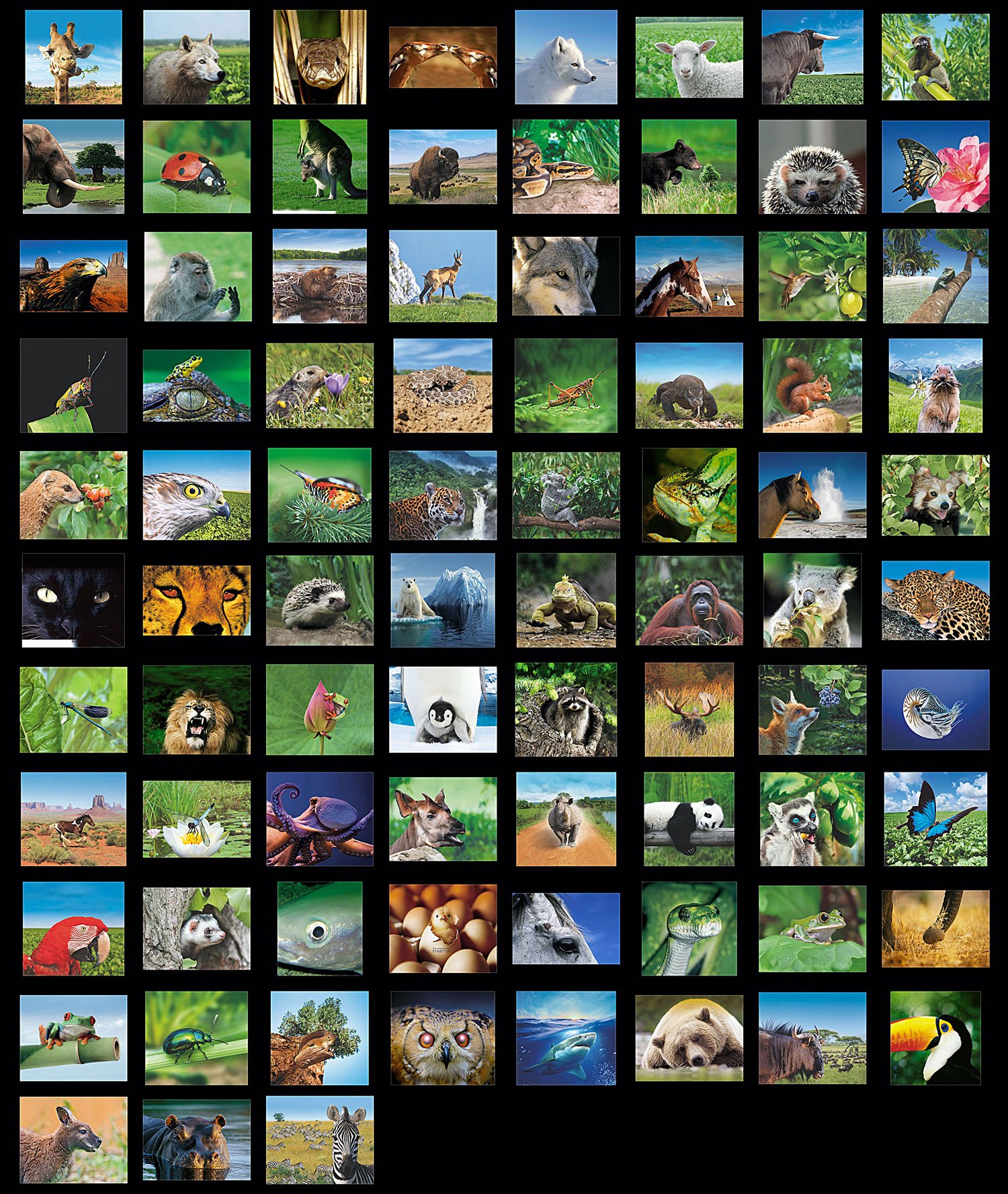 SESVanderHave_Visuels-83-Variétés-2003-2020_MD